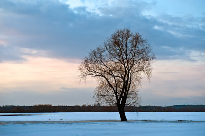 Lonely Tree At The Frozen River