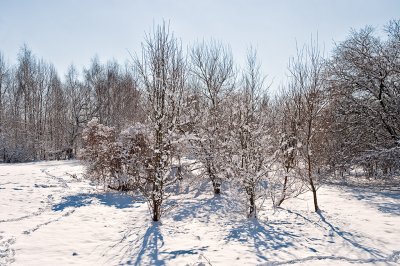 Fresh Snow