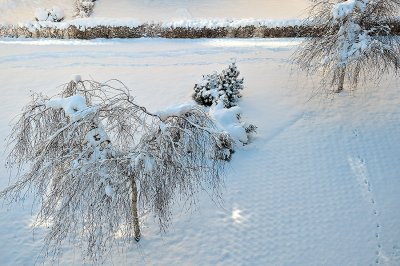 Morning After The Night Snowstorm