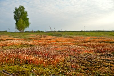 Colorful Fields Of Moss