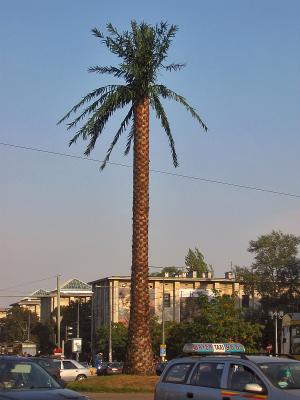 Palm Tree In Warsaw
