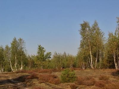 Birch-trees And Heathers