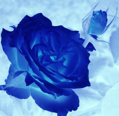 Blue Rose Is