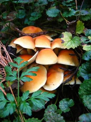 Mushrooms Tiny Ones