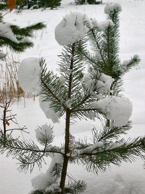 Snow On This Little Tree