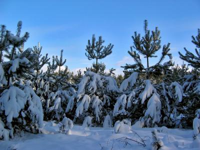 Snow Covered Spruces