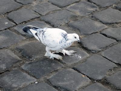 Winter Pigeon