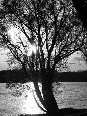 Tree And River