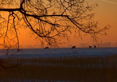 Deer Sunset