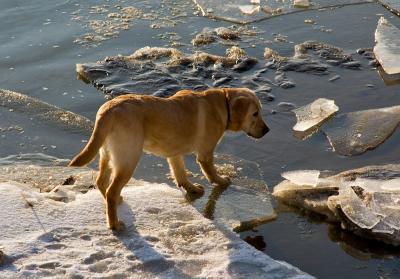 Checking The Floe