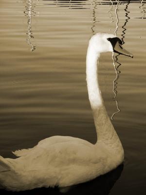 Swan Lake