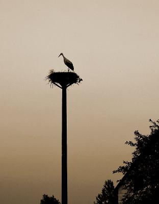 Stork