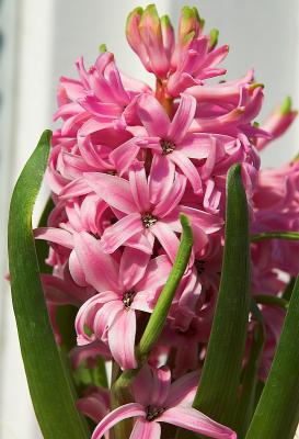 Pink Hyacinth
