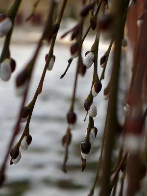 Spring Catkins