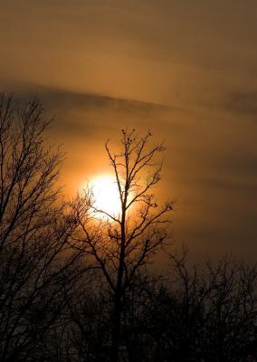 Birded Tree Sunset