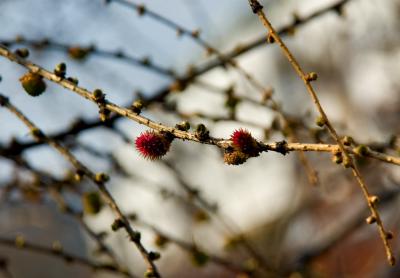 Red Buds Of Larch Tree