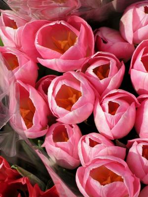 Pink Tulips