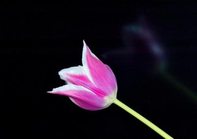 Tulip With Reflection