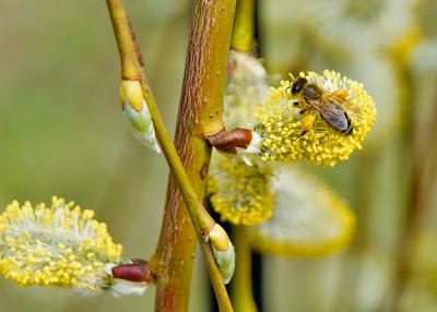 Willow Catkins In Bloom