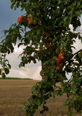 Apples Of August