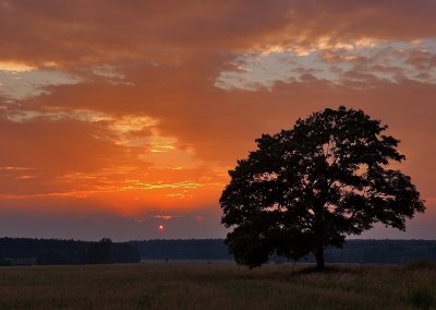 Evening Tree