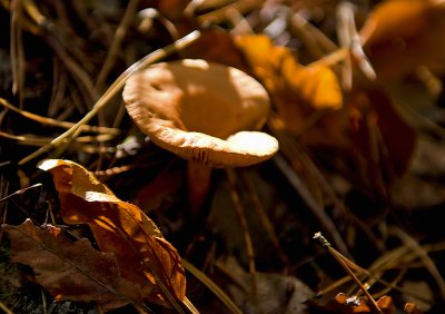 Sunny Mushroom