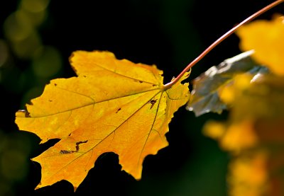 Leaf In Yelow