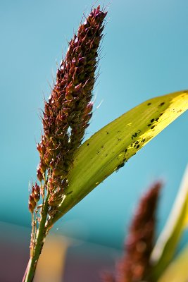 Aphids Still Up