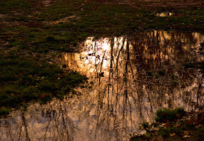 Puddle Reflection