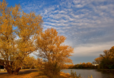 Trees, Sky And Water