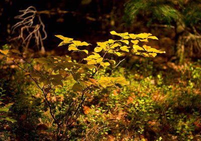 Light In The Forest