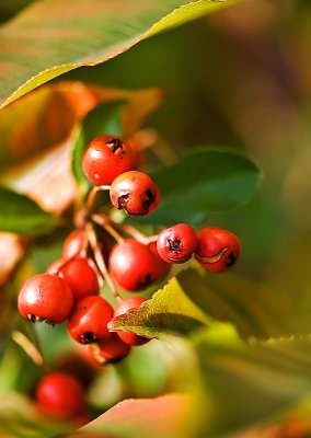 Red Berries