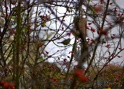 Raindrops, Rosehips And A Tit