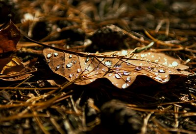 Sparkling Raindrops