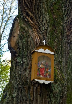 Box Shrine On An Oak Tree