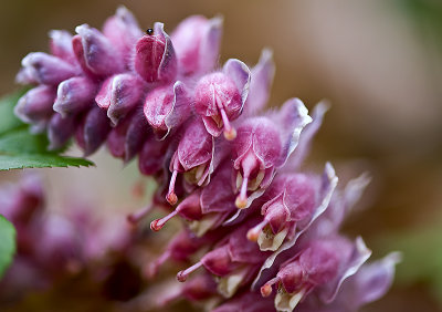 Common Toothwort