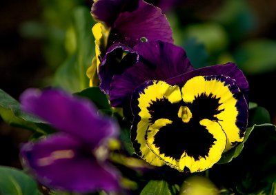 Spring Pansy