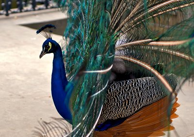 Peacock's Dance