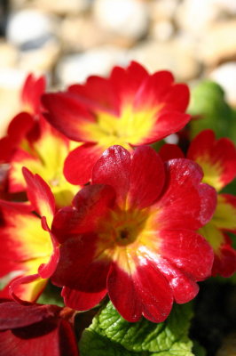 IMG_2683s.jpeg
