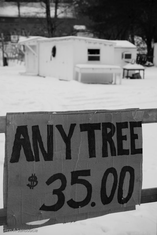 Day 12 - Any Tree