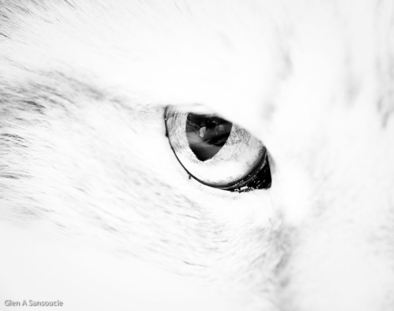 Day 136 - Cat's Eye