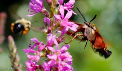 Hummingbird Clearwing (Moth)