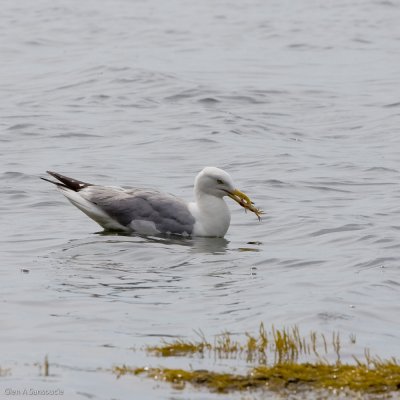 Quiet Side Shots - Pretty Marsh (Seagull feasting on crab)