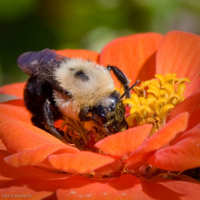 Prescott Park Bee