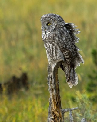 Great GreyOwl