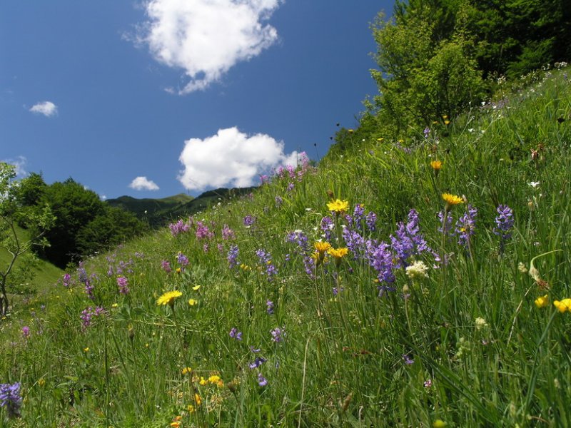 Blumenwiese