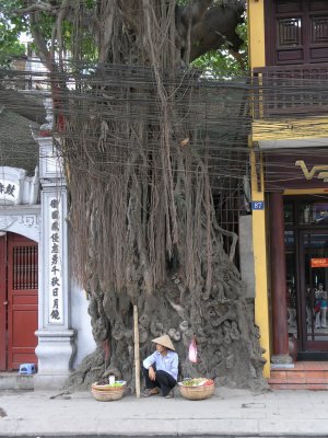 cables and roots