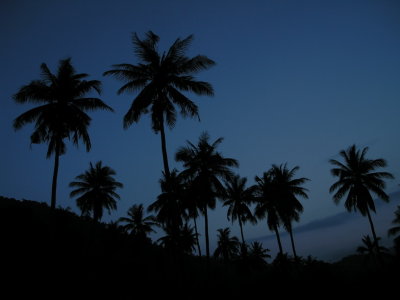 coconut palms at dusk