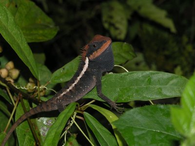 Khao Sok National Park