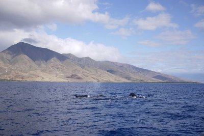 Whales in Hawaii(Maui) @f3.5